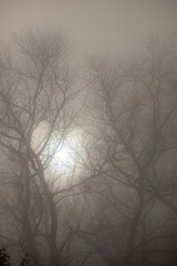 misty winter morning
