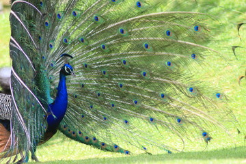Obraz premium Peacock