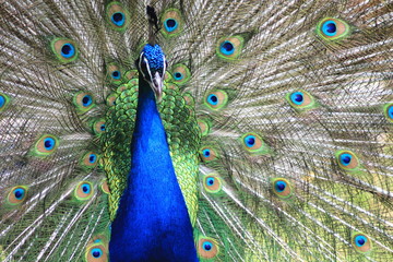 Naklejka premium Peacock Feathers