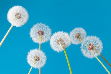 Dandelion clock, close-up, macro - Image .