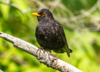 blackbird