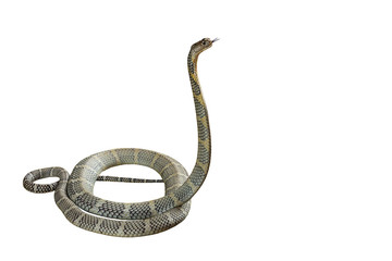 Naklejka premium King cobra on a white background.