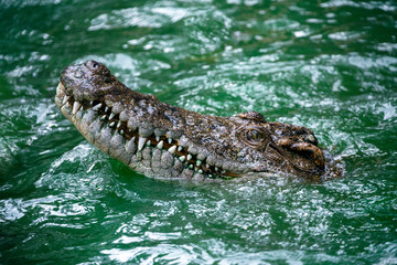 Freshwater crocodiles in  the swamps.