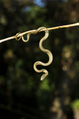 Obraz premium Ahetulla perroteti, Ooty, Tamil Nadu, India