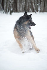 Fototapeta na wymiar East European Shepherd playing in the snow