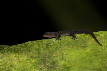Cnemasphis indica, Mukruti tiger reserve, Tamilnadu, India