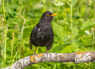 blackbird