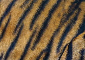 Colorful patterns of tiger fur.
