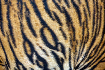 The colorful patterns of tiger.
