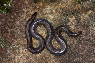 Plectrurus perroteti,  Ooty, Tamil Nadu, India