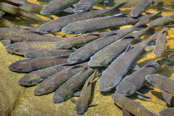  Soro Brook Carp fish in pond water.