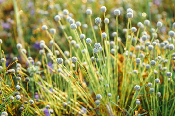 Fototapeta na wymiar Soft blurred golden green and wild purple flowers field grass background, close up, rural scenery, taw
