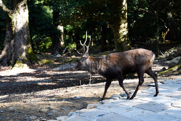 奈良県　鹿　イメージ