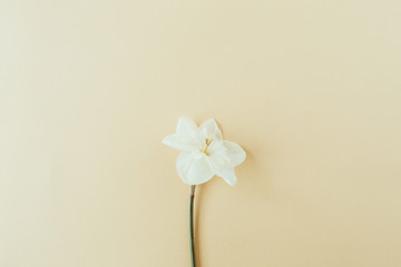Narcissus flower on pastel background. Flatlay, top view summer floral composition.