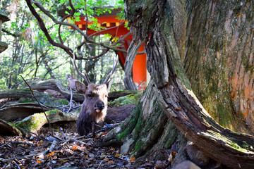 奈良県　鹿　イメージ