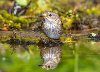 gray flycatcher