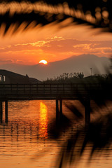 sunset through palm tree leaves, bridge and mountains