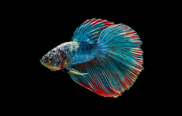 Fototapeta premium siamese betta fighting with beautiful colors on black background 