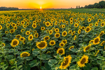 Obraz premium Field with blooming sunflowers at sunset