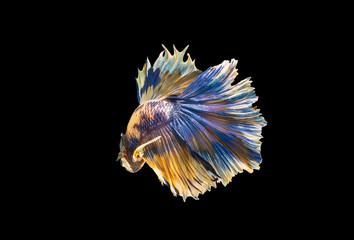 siamese betta fighting with beautiful colors on black background	