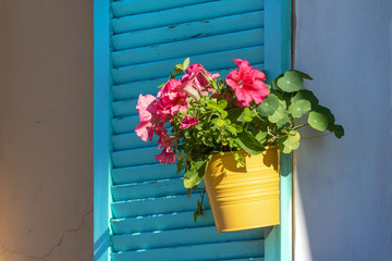 red flowers in a yellow pot on a window with blue wooden shutters