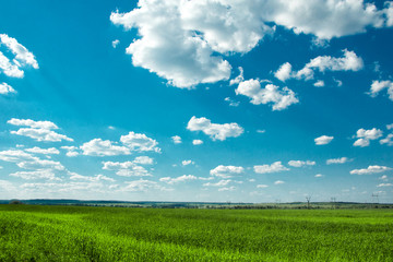 Fototapeta na wymiar Wide spring green field with blue sky and clouds