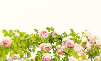 Border frame with pink rose flower buds branches on white background. Floral background. Floral frame. Frame of flowers.
