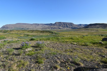 Purple lupins with a big mountain in background on the way to the Golden Circle near Reykjavik in Iceland