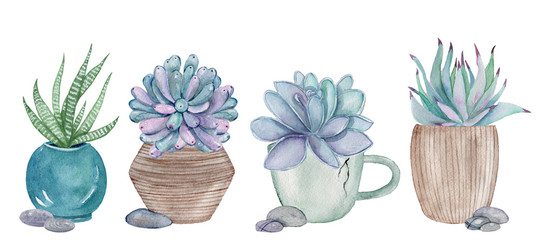Set of watercolor hand-drawn illustrations with succulents in pots. Watercolor graphic for fabric, postcard, wedding or greeting card, book, poster, tee-shirt, banners, emblems, logo. Illustration. - 276107497