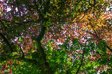 Colorfull leaves in the summer nice background