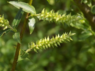 It's spring. Sunny day. Plants bloom and turn green.