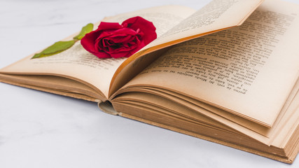 Open book and squashed rose