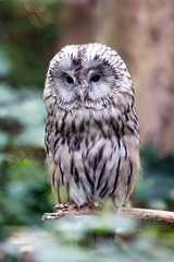 portrait of an owl