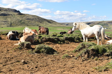Beautiful wild Icelandic horses with mountains in background
