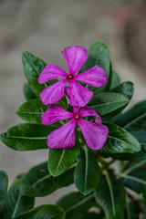 Purple flowers beside my house