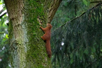 Fotobehang Gewone rode eekhoorn klimt in een eikenboom via de stam © Marco