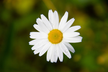 Wilde madelief in de natuur met druppels op het blad