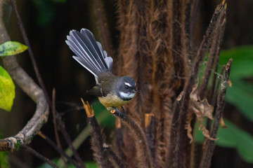 New-Zealand Fantail bird on a tree in Coromandel