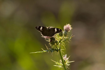Himalayan spotted flat, Pangot, Uttarakhand, India