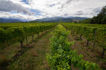 Fototapeta na wymiar White grapes Sauvignon Blanc on a winefarm in New-Zealand Marlborough