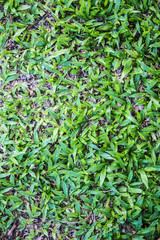 Obraz premium Grass and leaves