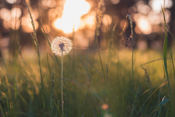 Fluffy dandelion among green meadow at sunset. Environmental conservation. Healthy herbs.