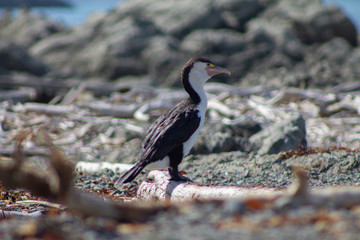 Pied Shag on a Beacj near Kaikoura New-Zealand
