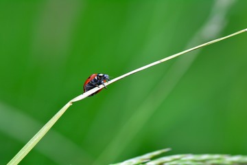  Red  Ladybird on plant in green nature