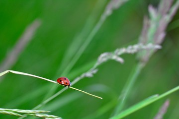  A Ladybird on plant in green nature