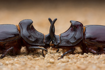 european rhinoceros beetle, oryctes nasicornis.