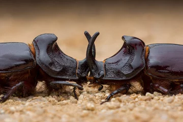 Gardinen Nashorn european rhinoceros beetle, oryctes nasicornis.  © pedro