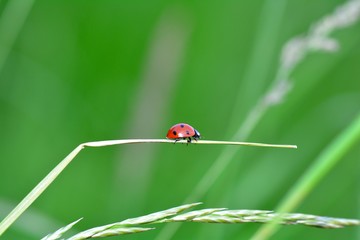 A red Harlekin - Ladybird on plant in green nature