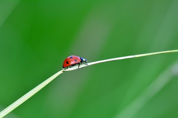   A red Ladybird on plant in green nature