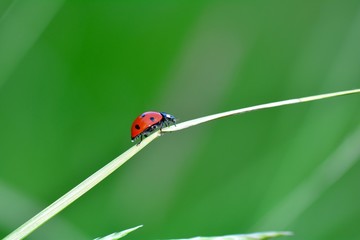 One red Harlekin -   Ladybird on plant in green nature  with many copy space